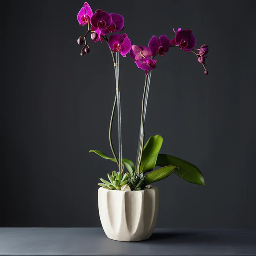 purple orchid for modern flower delivery