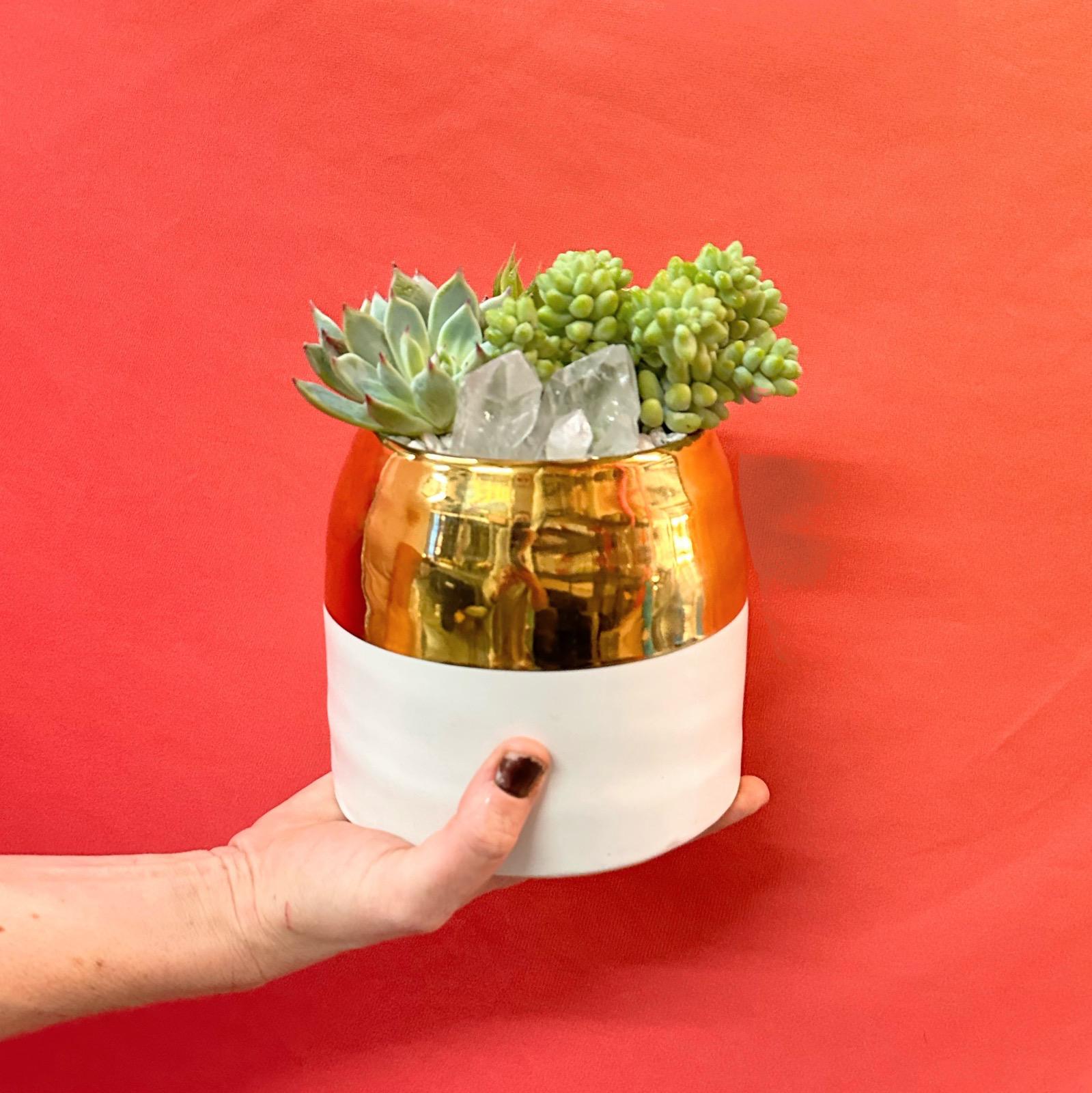 The Bigger Little Succulent