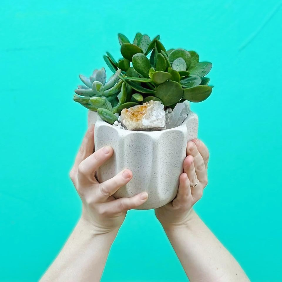 The Bigger Little Succulent