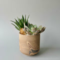 The Bigger Little Succulent