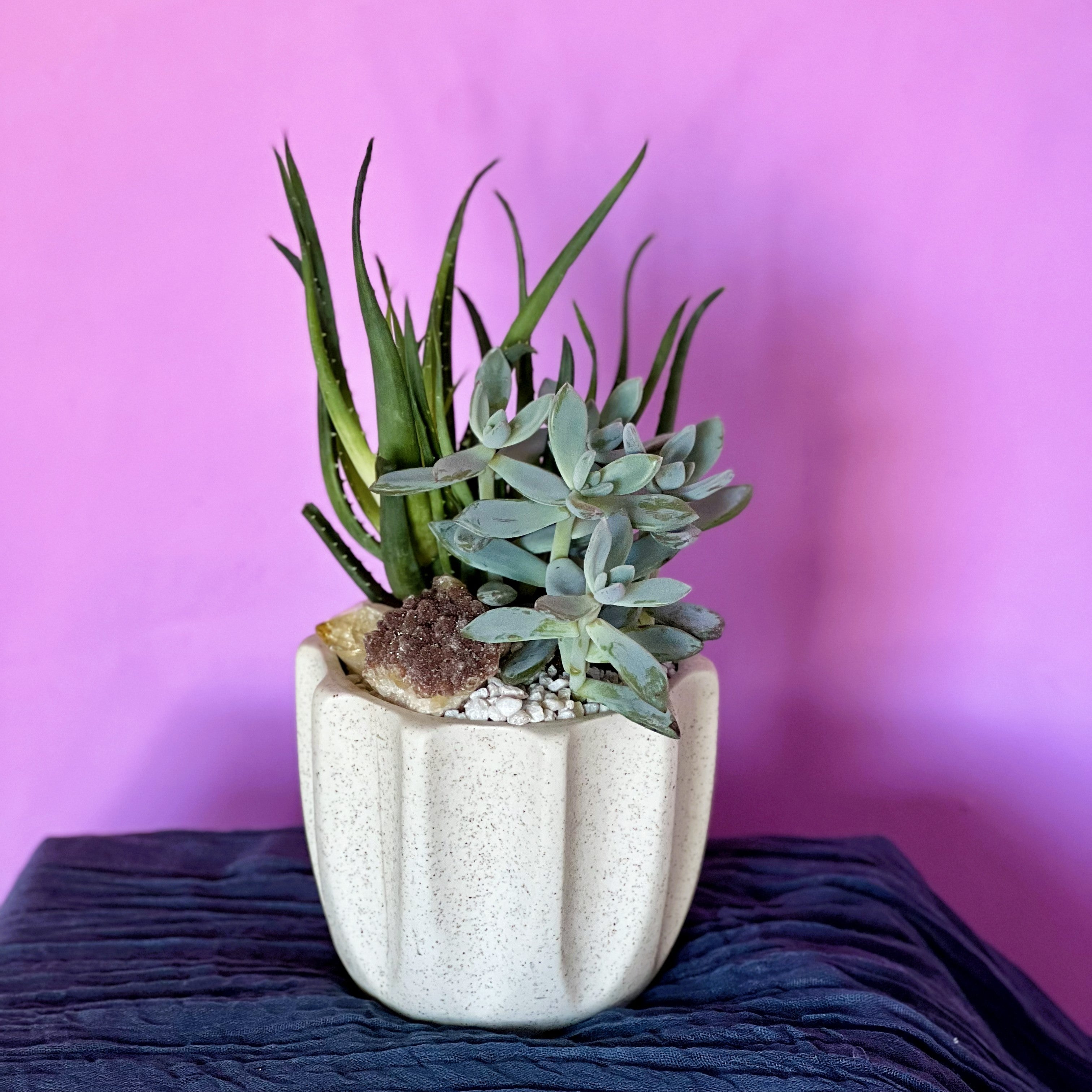 The Biggest Little Succulent