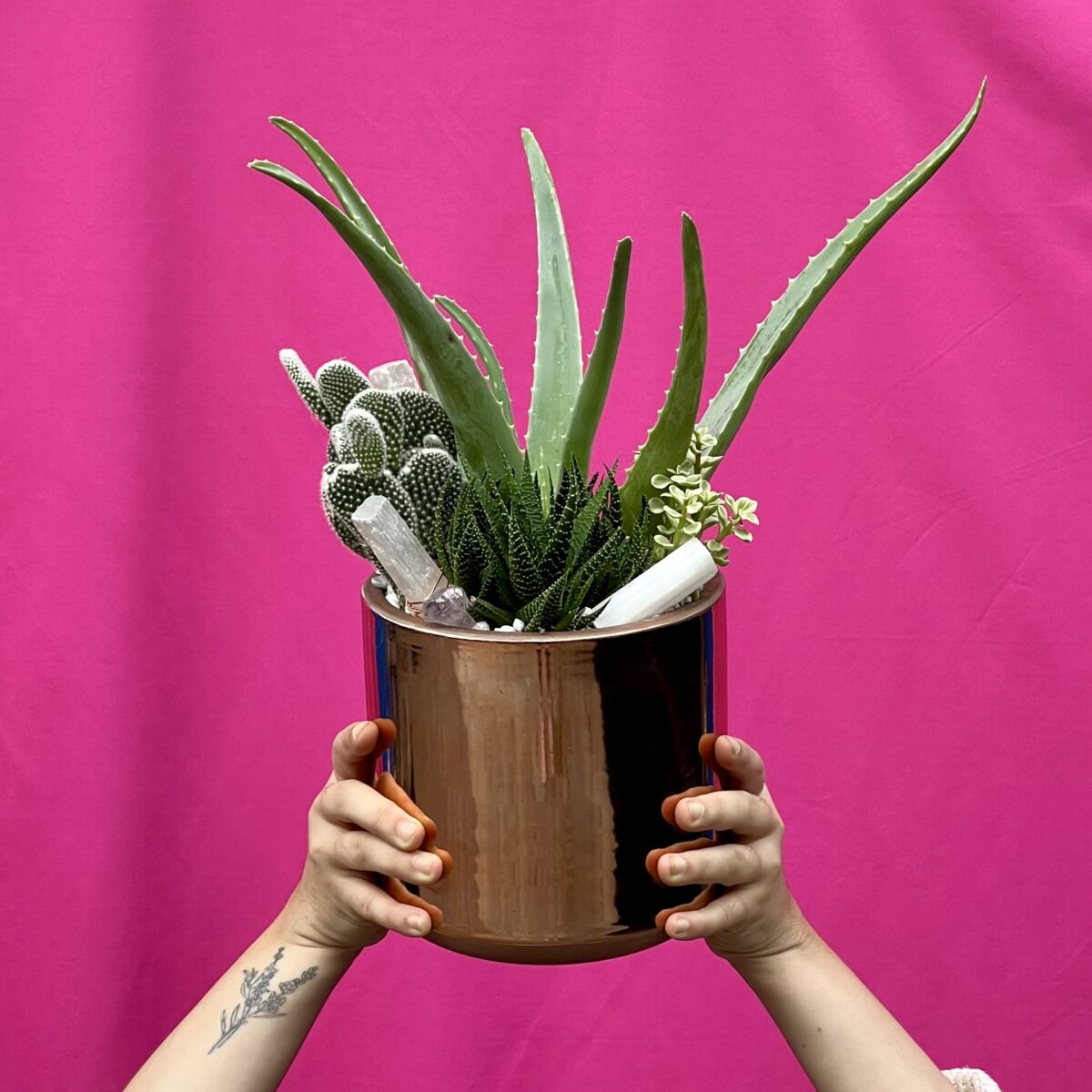 The Biggest Little Succulent