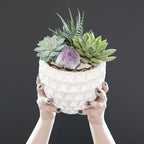 Person holding a pot with succulents and a purple crystal delivery austin tx today