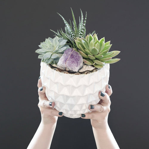 Person holding a pot with succulents and a purple crystal delivery austin tx today