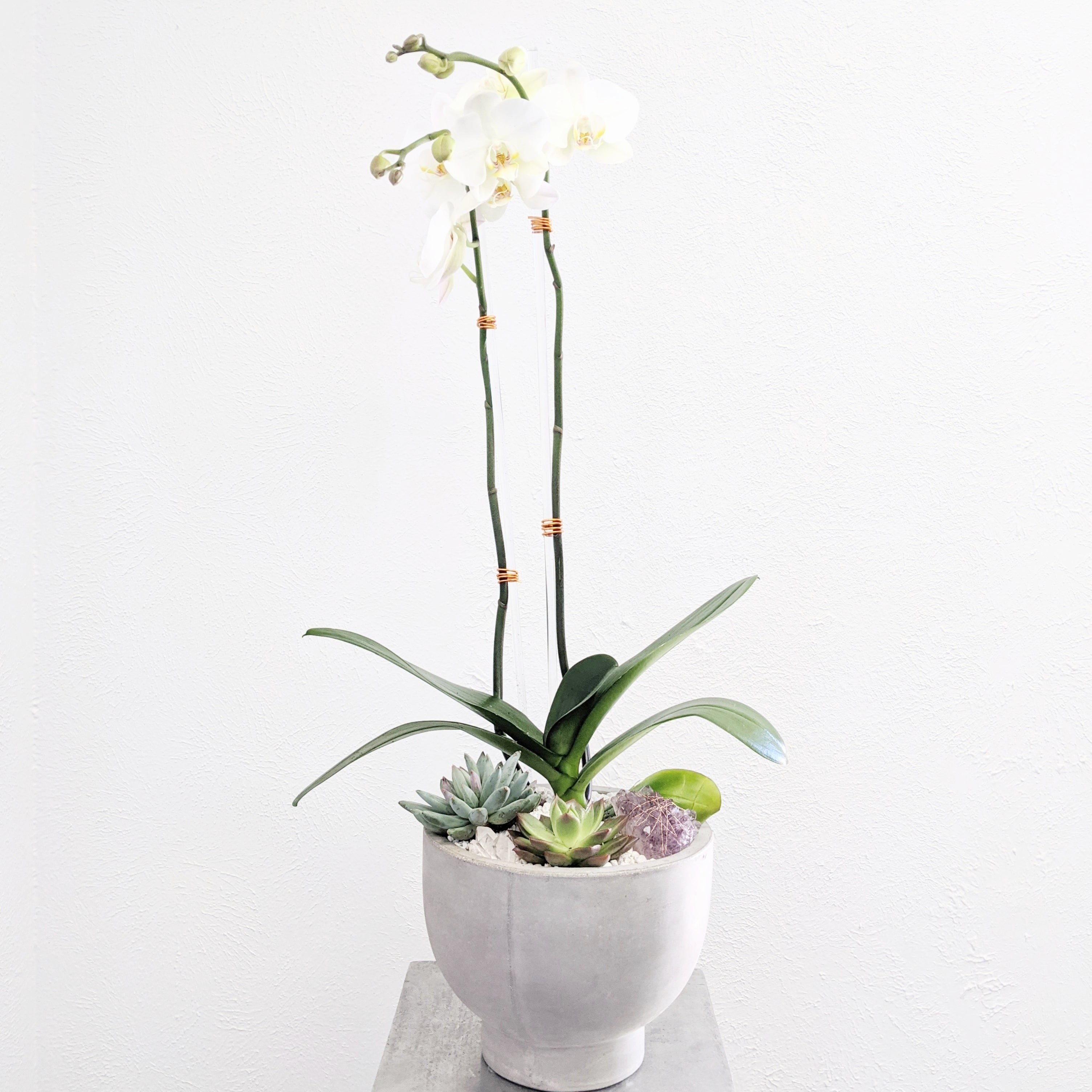 is an orchid a succulent Orchid + Succulent Planter Delivery Austin, TX – Posey Floral & The Little Posey