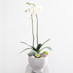 Potted orchid with succulents on a white background crystals austin tx delivery