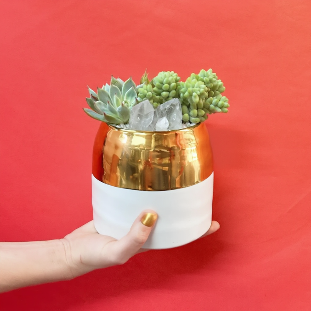 The Bigger Little Succulent