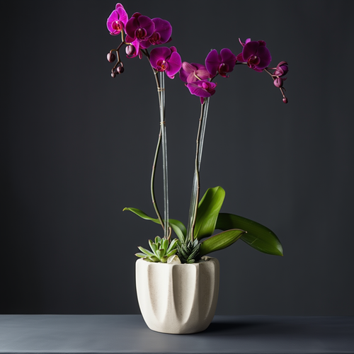 Potted orchid with purple flowers on a dark background delivery in austin tx