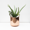 The Biggest Little Succulent