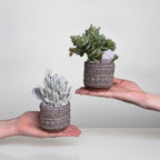 The Little Succulent