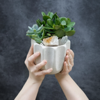 small potted succulent plant with decorative stones against a dark background