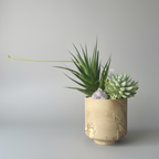 A small potted succulent arrangement in a light beige ceramic pot with subtle floral relief details, set against a clean, neutral gray background.