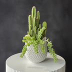 The Bigger Little Succulent