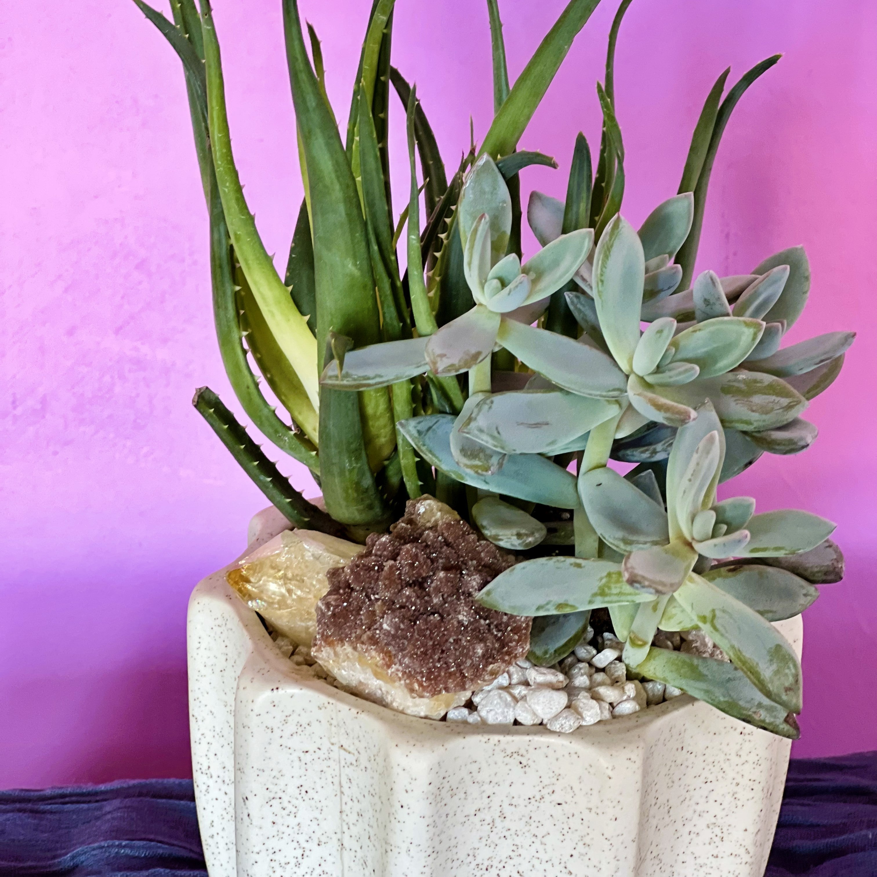 The Biggest Little Succulent