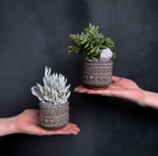 Two hands holding small potted succulents against a dark background delivery austin tx
