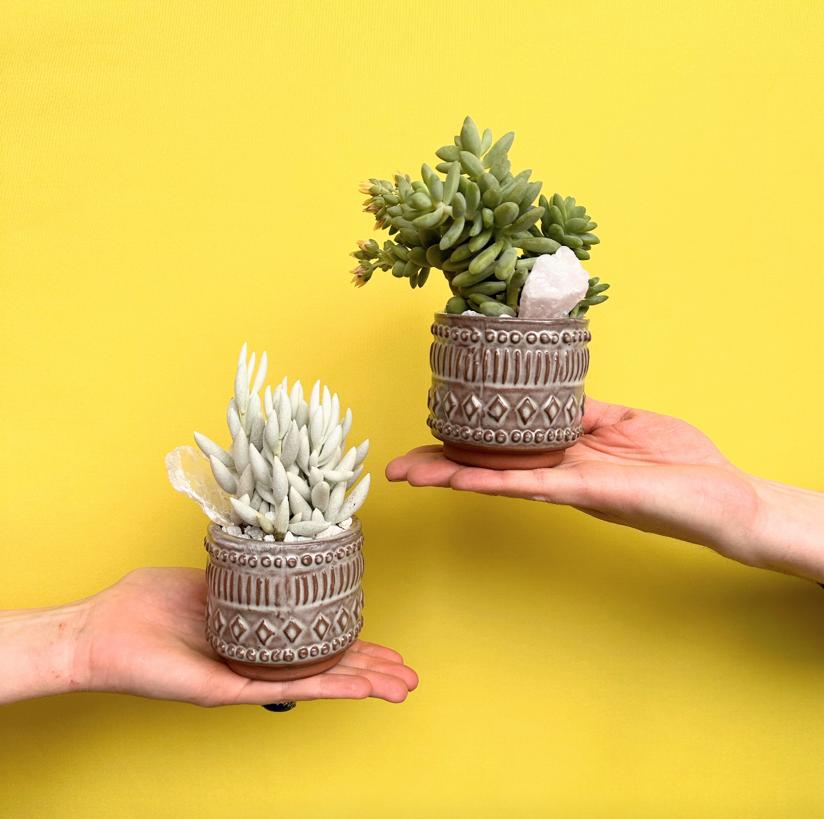 The Little Succulent