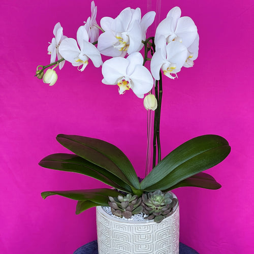 Orchid + Succulent Planter