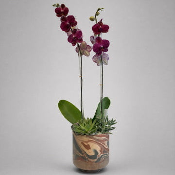 purple double spike orchid in pot
