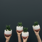 Four hands holding small potted plants against a black background austin tx