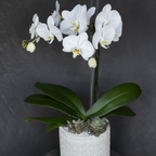 White orchid in a decorative pot against a dark background delivery in austin today
