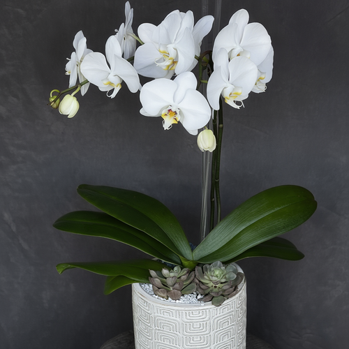 White orchid in a decorative pot against a dark background delivery in austin today