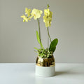 Orchid + Succulent Planter