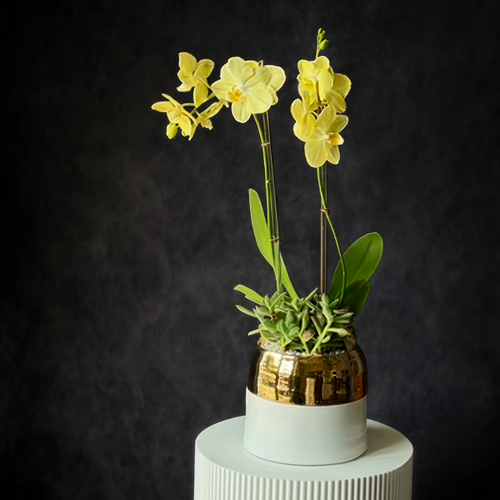 Orchid + Succulent Planter